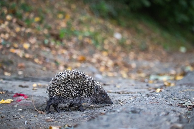 作为一向以 作为一向以